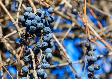 Isabella grapes in the garden in autumn.の写真素材