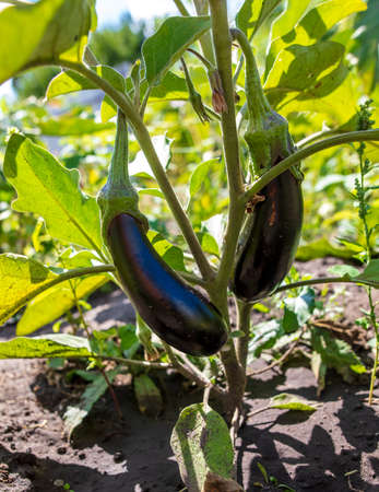 Eggplant on a plant in nature. Harvest in the gardenの写真素材