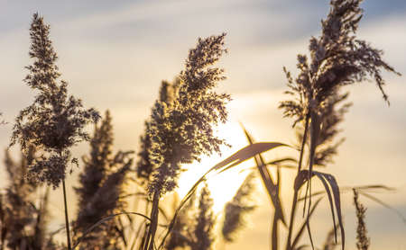 Reed grows at sunset in autumn. Nature