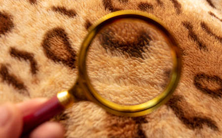 A magnifying glass in hand examines the skin of a tiger. Close-upの写真素材
