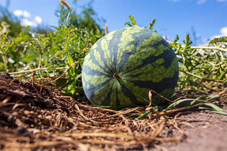 The watermelon lies on the ground. Harvest in the gardenの写真素材