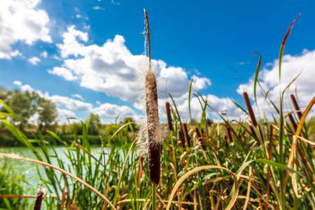 Reed grows on the shore of the lake in summer. Nature.の写真素材