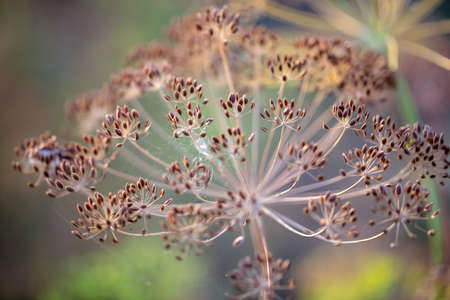 Dried flowers on dill in the garden. Close-up