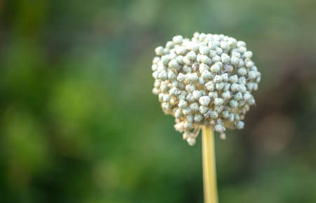 White flowers on onions in the vegetable garden. Close-upの写真素材
