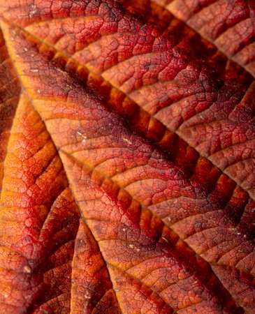 Autumn leaf as an abstract background. Texture