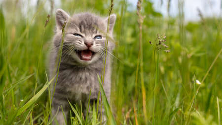Portrait of a little kitten in green grass on the nature.の写真素材