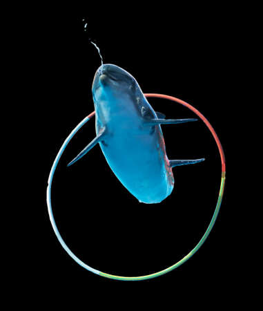 Dolphin jumping over a hoop isolated on a black background. Mammal marine animal.