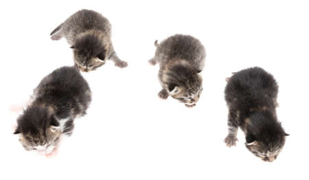 Four newborn kittens isolated on a white background. Petの写真素材