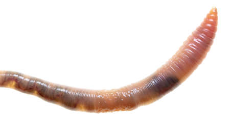 Earthworm isolated on a white background. Macro