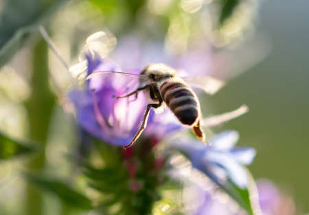 A bee collects honey on blue flowers on nature.