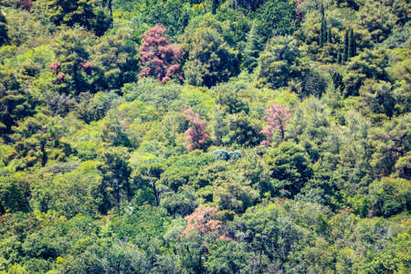 Trees and plants on the mountainside. Nature in summer