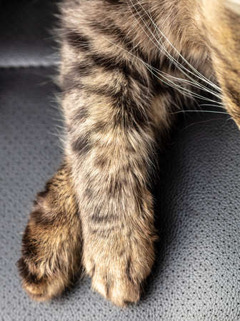 Close-up of a paw of a sleeping cat.