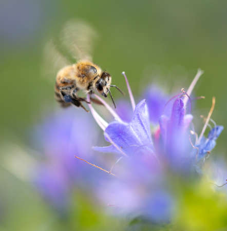 A bee collects honey on blue flowers on nature.