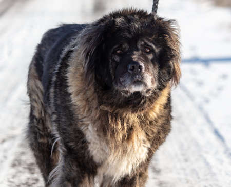 The dog is walking along a snowy road. Winterの写真素材