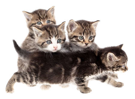 Four little kittens isolated on a white background.の写真素材