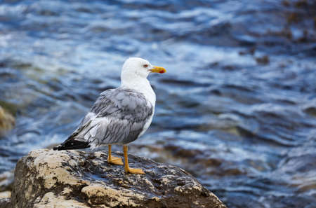 Portrait of a seagull on the rocks by the sea.の写真素材