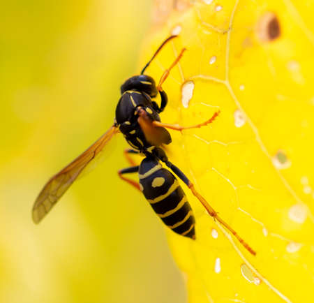 Close-up of a wasp on a yellow leaf in nature.