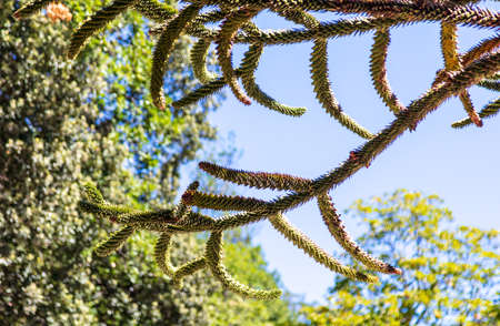 Araucaria araucana grows in the park. Natureの写真素材