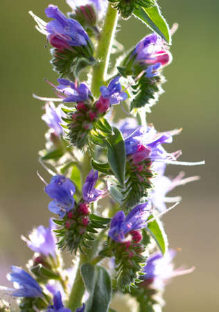 Beautiful blue flowers in the summer park. Nature