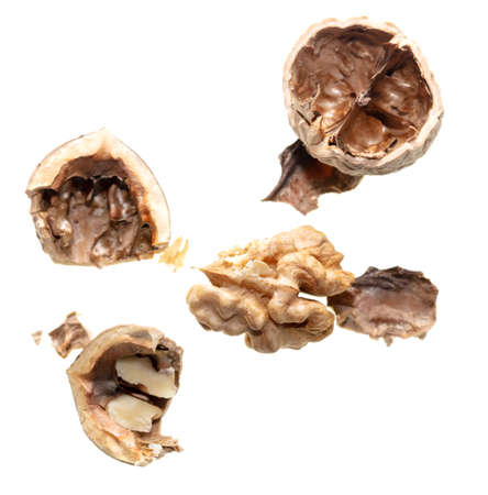 The kernel of a split walnut is isolated on a white background.