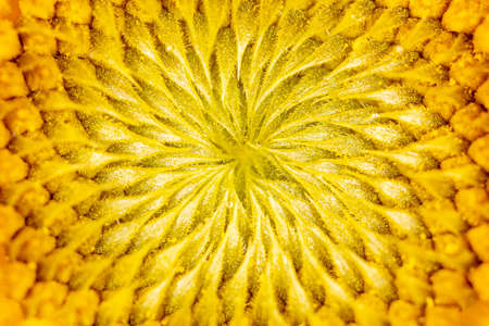 Close-up of sunflower pollen as background. Macroの写真素材
