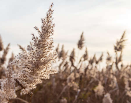 The reed grows near the reservoir in autumn.の写真素材