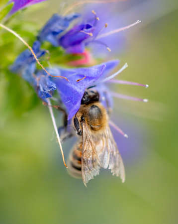 A bee collects honey on blue flowers on nature.の写真素材