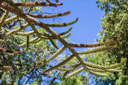 Araucaria araucana grows in the park. Nature