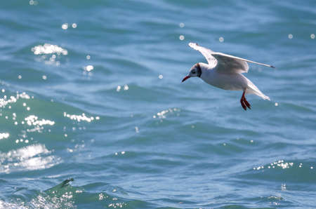 Seagull in flight against the background of the blue sea. Bird