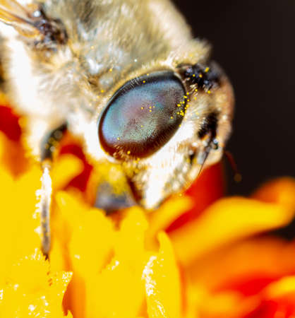 Close-up portrait of a bee on a flower. Macro