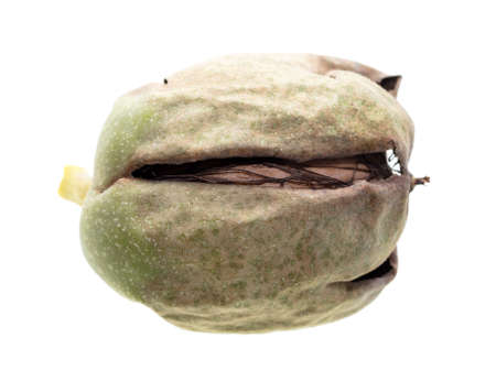 Fresh walnut in the shell isolated on a white background.