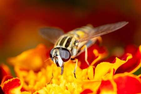 Close-up portrait of a bee on a flower. Macro