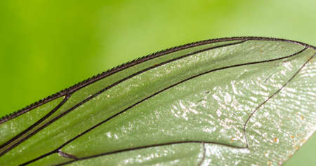 Fly wing isolated on nature. Close-upの写真素材