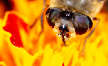 Close-up portrait of a bee on a flower. Macro