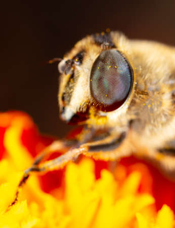 Close-up portrait of a bee on a flower. Macroの写真素材