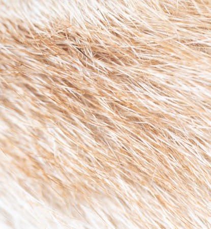 Close-up of fur of a ginger cat as background. Macro