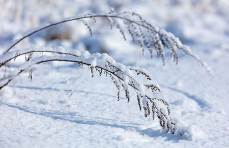 Snow on dry grass. Nature in winter