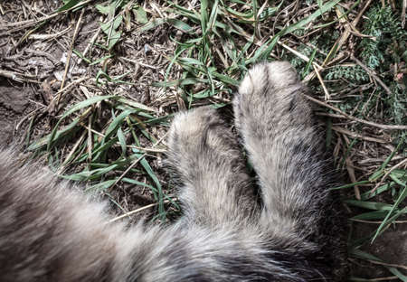 Close up of a paw of a cat. Macro