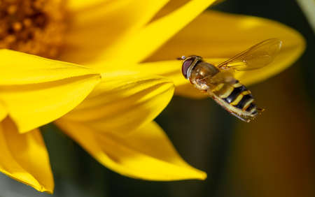 Close-up of a bee flies on a yellow flower. Macro