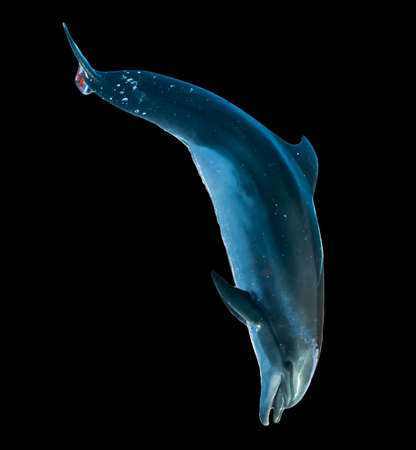 Dolphin is isolated on a black background. Mammal marine animal.