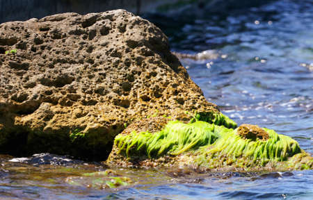 Stones with green algae on the seashore. Nature.の写真素材