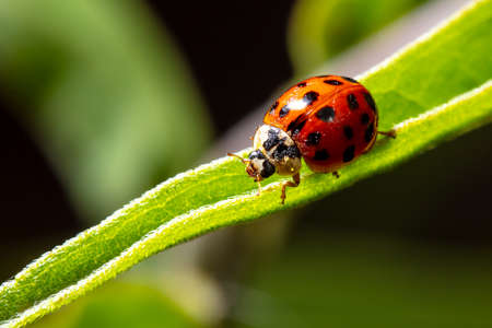 Close-up of a ladybug on a green leaf. Macro