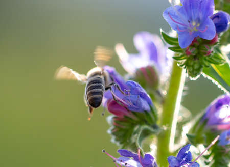 A bee collects honey on blue flowers on nature.