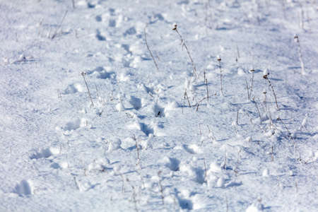 Dog footprints in the snow. Nature in winter