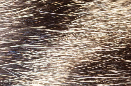 Close up of cat fur as background. Macro