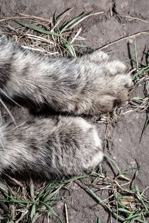 Close up of a paw of a cat. Macroの写真素材
