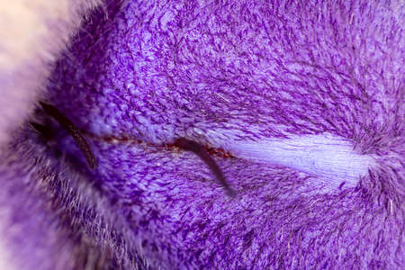 Close-up of medical stitches on the skin of a cat. Macro