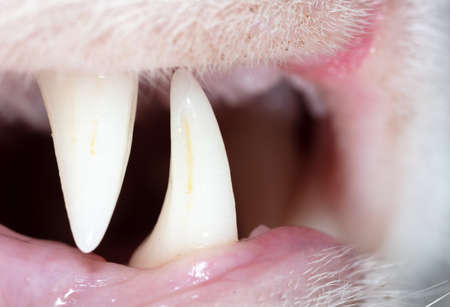 Close up of white teeth of a cat. Macro