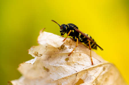 Close-up of a wasp on a yellow leaf in nature.の写真素材