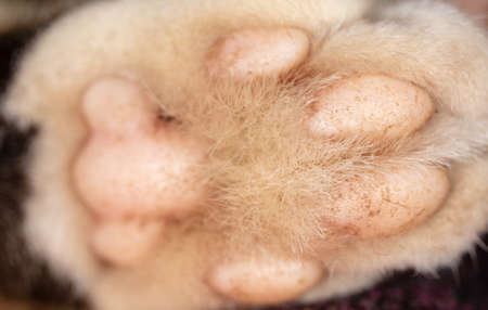Close up of a paw of a cat. Macro